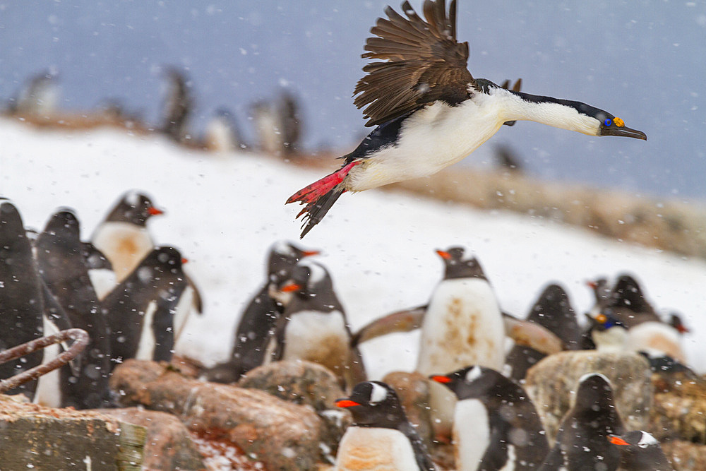 Antarctic shag (Phalacrocorax (atriceps) bransfieldensis) at nesting site amongst gentoo penguins at Jougla Point, Antarctica, Polar Regions