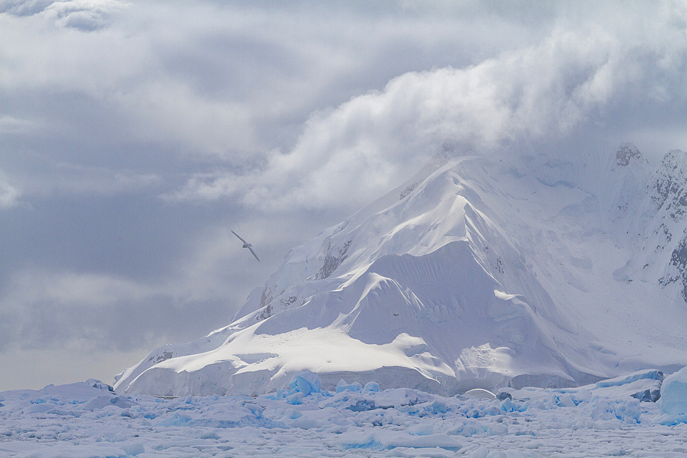 Adult snow petrel (Pagodroma nivea nivea) near the Antarctic Peninsula, Antarctica, Southern Ocean.