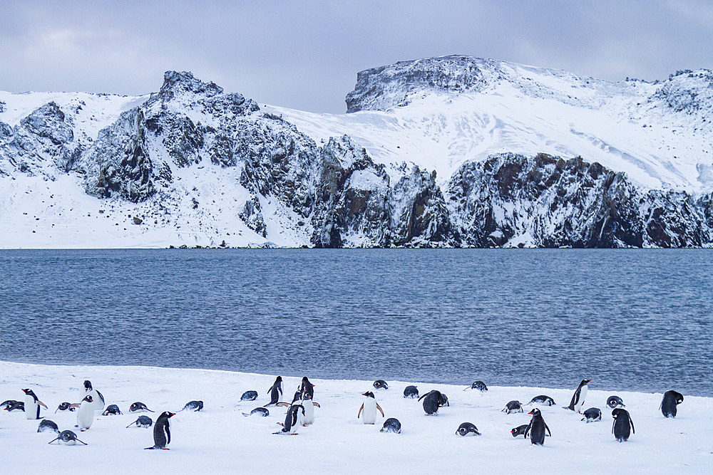 Gentoo penguins (Pygoscelis papua) hauled out in Port Foster, inside the caldera at Deception Island, Antarctica, Polar Regions