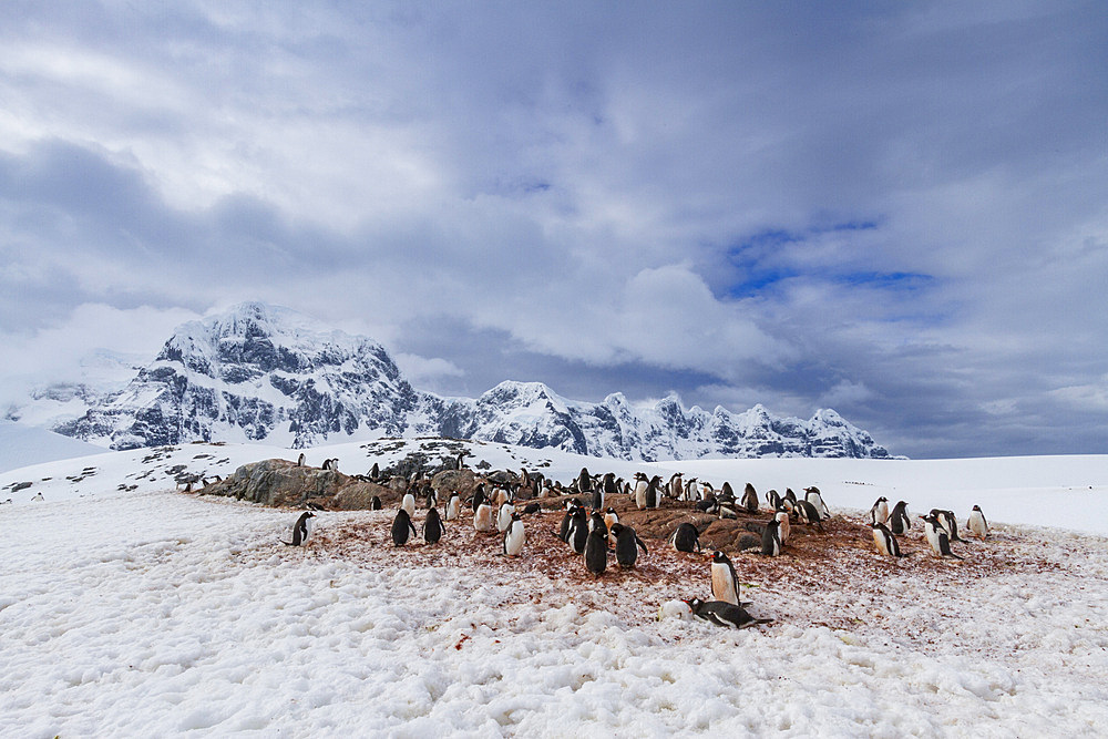 Gentoo penguin (Pygoscelis papua) nesting colony at Jougla Point on Wiencke Island, Antarctica, Southern Ocean.