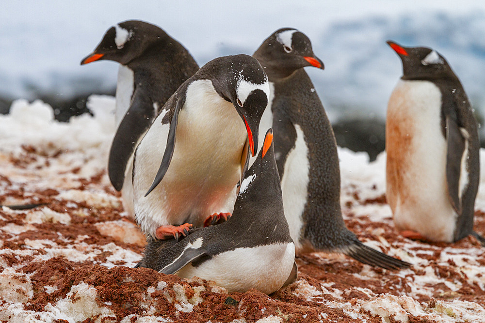 Gentoo penguin (Pygoscelis papua) mating behavior at Jougla Point on Wiencke Island, Antarctica, Southern Ocean, Polar Regions