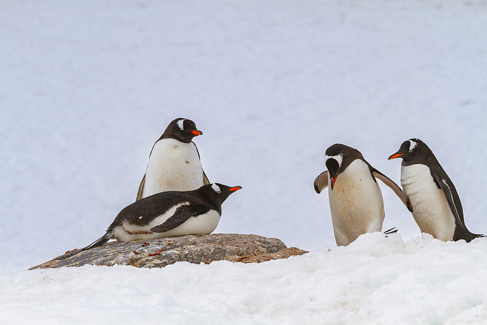 Gentoo penguin (Pygoscelis papua) nesting colony at Jougla Point on Wiencke Island, Antarctica, Southern Ocean.