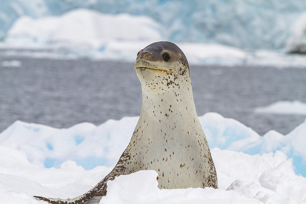 Adult female leopard seal (Hydrurga leptonyx) hauled out on an ice floe in Kayak Cove on Brabant Island, Antarctica.