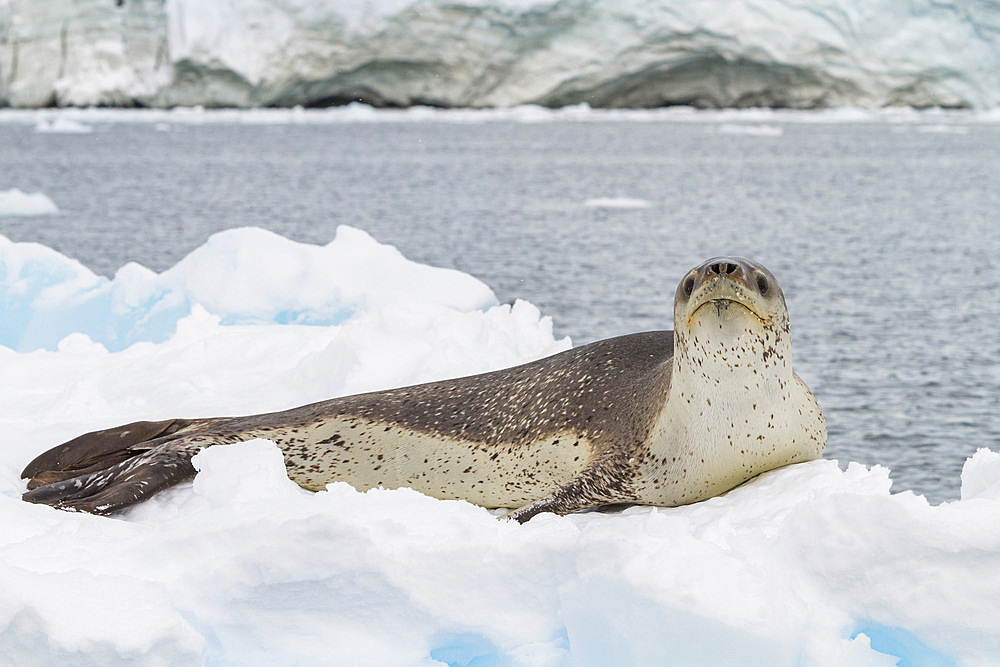 Adult female leopard seal (Hydrurga leptonyx) hauled out on an ice floe in Kayak Cove on Brabant Island, Antarctica, Polar Regions