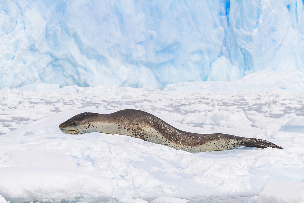 Adult female leopard seal (Hydrurga leptonyx) hauled out on an ice floe in Kayak Cove on Brabant Island, Antarctica.