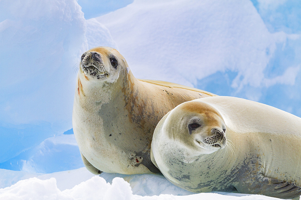 Crabeater seals (Lobodon carcinophaga) hauled out on ice floe near the Antarctic Peninsula, Antarctica, Polar Regions