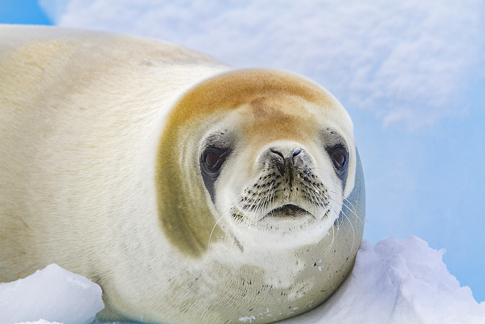 Crabeater seal (Lobodon carcinophaga) hauled out on ice floe near the Antarctic Peninsula, Antarctica, Polar Regions