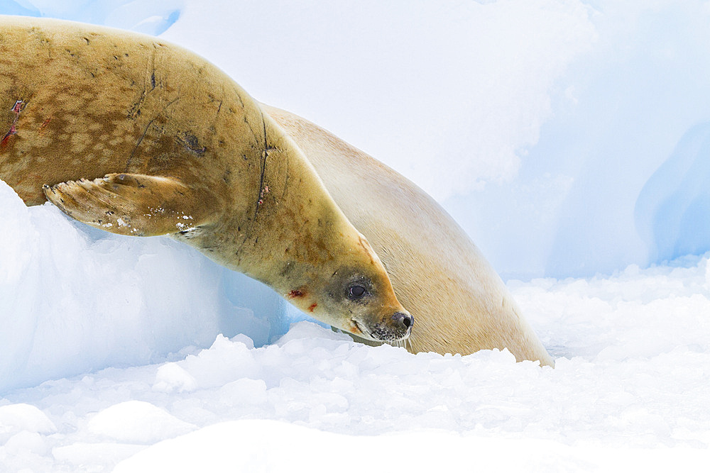 Crabeater seals (Lobodon carcinophaga) hauled out on ice floe near the Antarctic Peninsula, Antarctica, Polar Regions