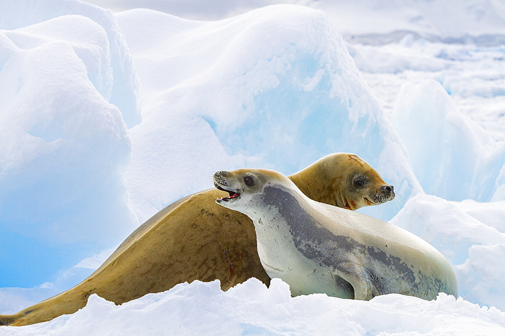 Crabeater seals (Lobodon carcinophaga) hauled out on ice floe near the Antarctic Peninsula, Antarctica.