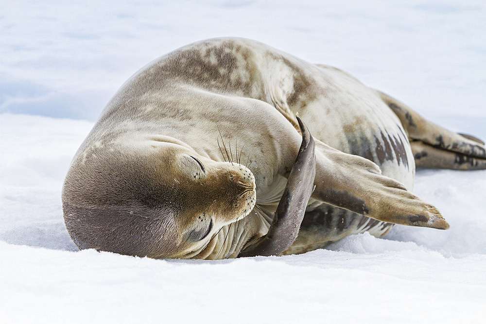 Adult Weddell seal (Leptonychotes weddellii) hauled out on ice near the Antarctic Peninsula, Antarctica.