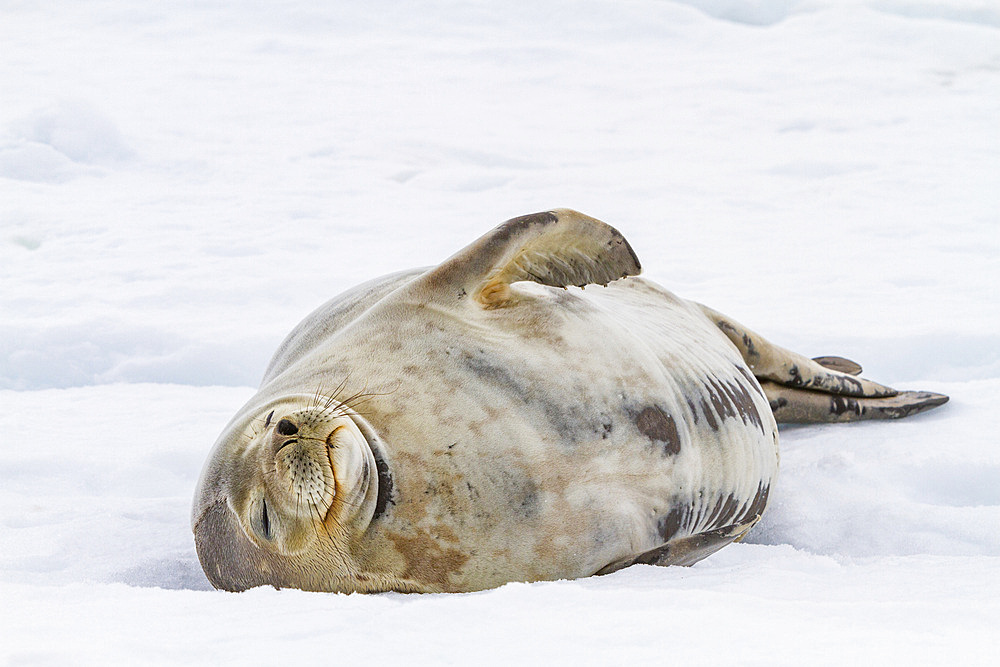 Adult Weddell seal (Leptonychotes weddellii) hauled out on ice near the Antarctic Peninsula, Antarctica, Polar Regions