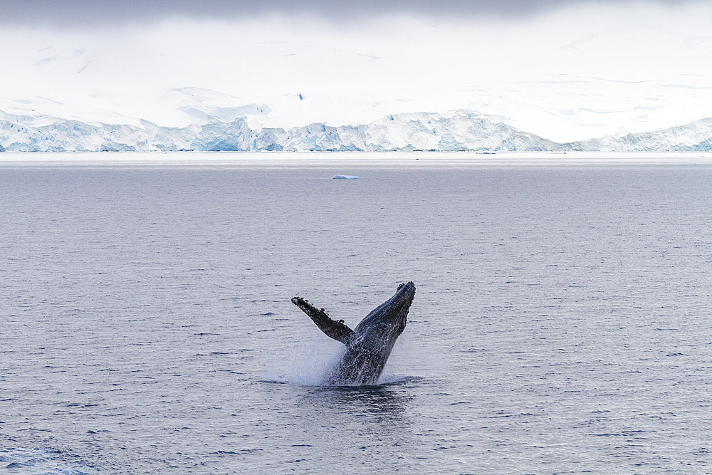 Juvenile humpback whale (Megaptera novaeangliae) breaching near the Antarctic Peninsula, Antarctica, Polar Regions