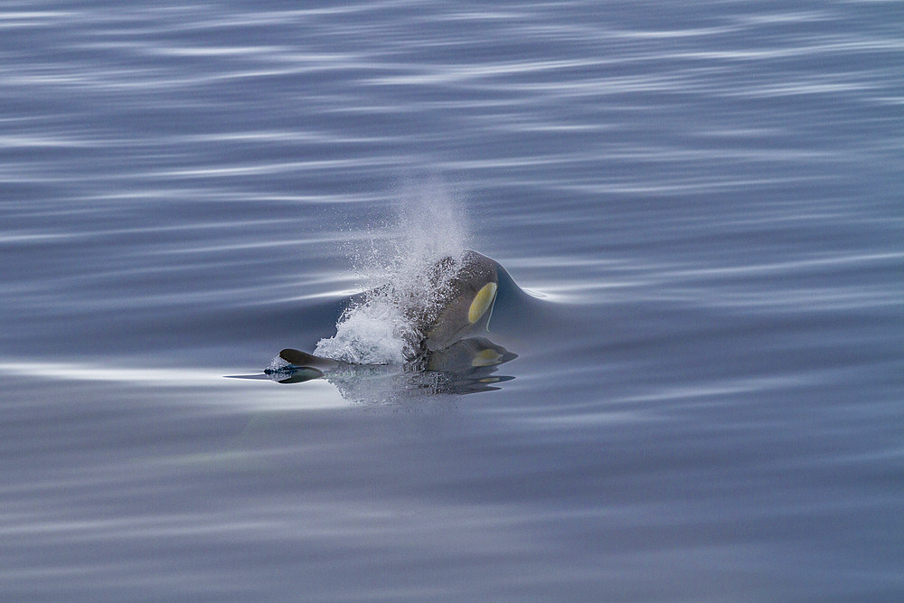 A small pod of Type B killer whales (Orcinus nanus) just outside Duse Bay in the Weddell Sea, Antarctica, Polar Regions