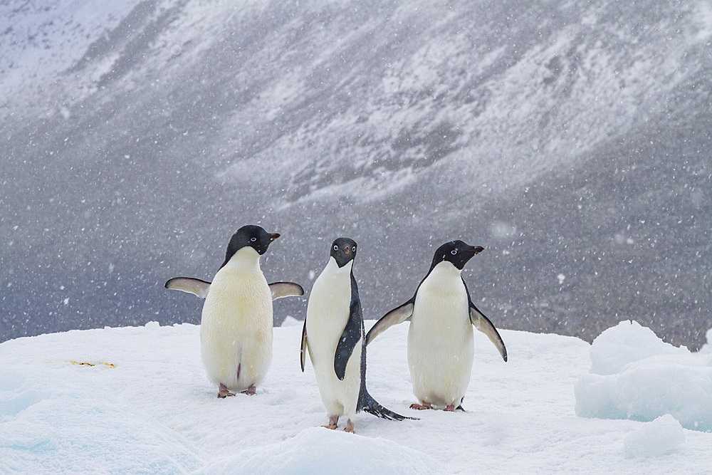 Adelie penguin (Pygoscelis adeliae) on ice near Devil Island in the Weddell Sea near the Antarctic Peninsula, Antarctica, Polar Regions