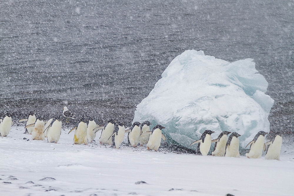 Adelie penguins (Pygoscelis adeliae) in snowstorm at Brown Bluff on the Antarctic Peninsula in the Weddell Sea, Antarctica, Polar Regions