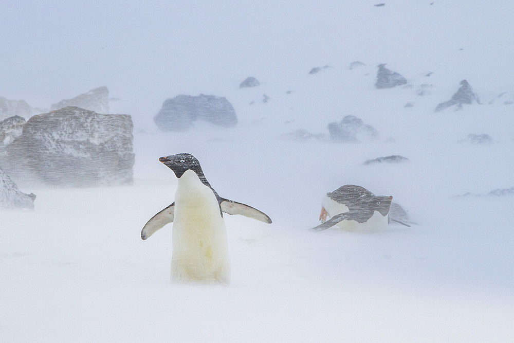 Adélie penguins (Pygoscelis adeliae) in snowstorm at Brown Bluff on the Antarctic Peninsula in the Weddell Sea, Antarctica.