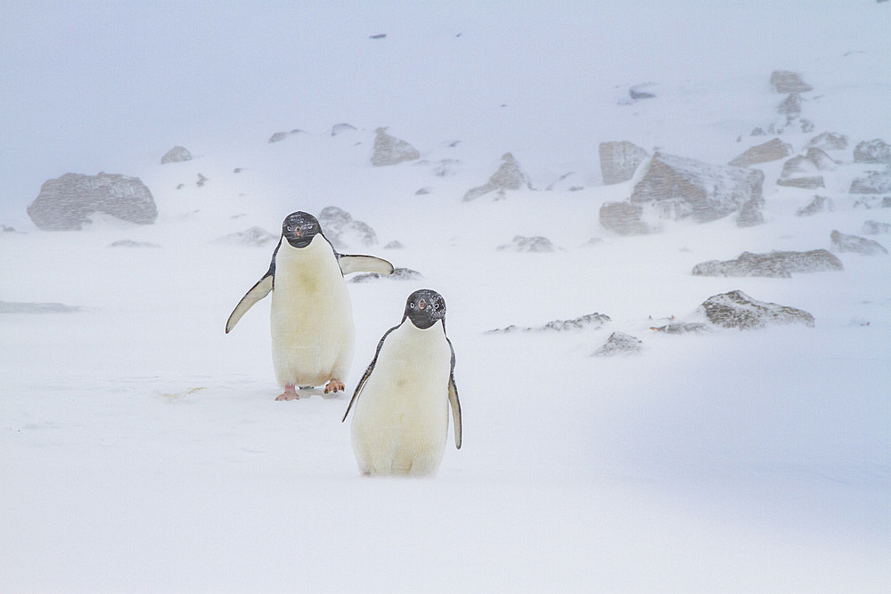 Adelie penguins (Pygoscelis adeliae) in snowstorm at Brown Bluff on the Antarctic Peninsula in the Weddell Sea, Antarctica, Polar Regions