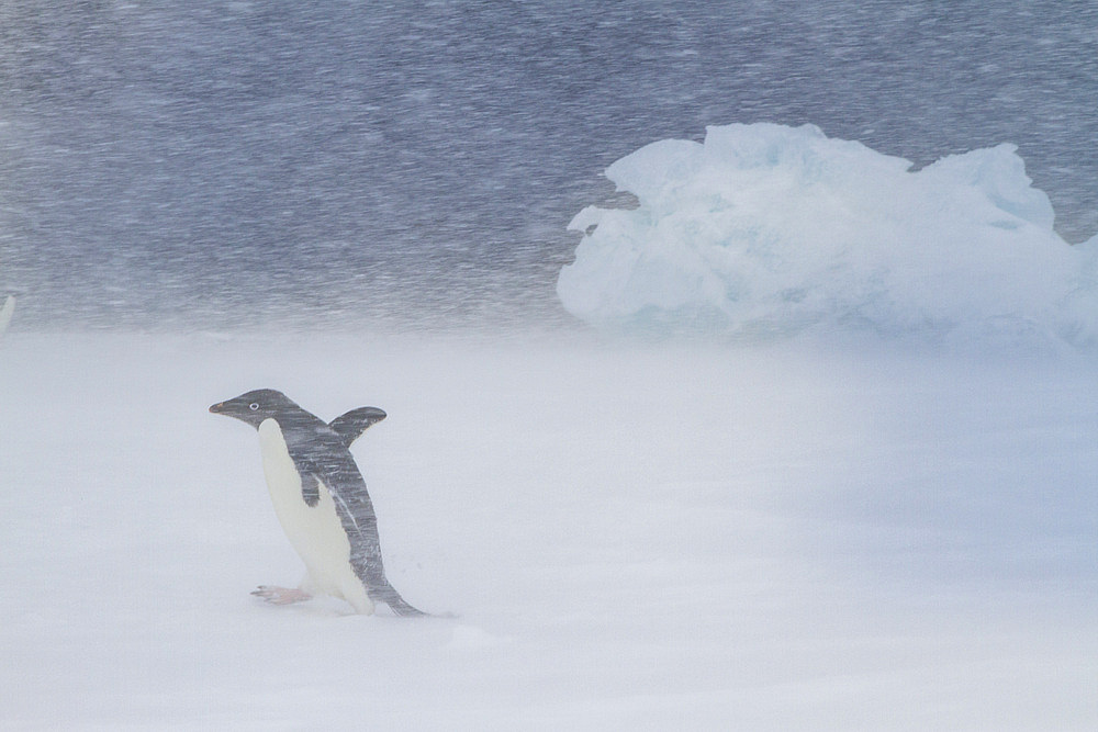 Adelie penguin (Pygoscelis adeliae) in snowstorm at Brown Bluff on the Antarctic Peninsula in the Weddell Sea, Antarctica, Polar Regions