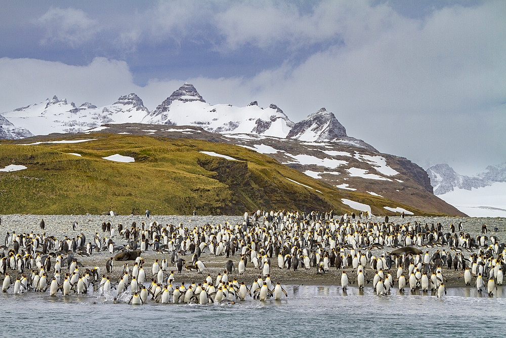 King penguin (Aptenodytes patagonicus) breeding and nesting colony on South Georgia Island, Southern Ocean. MORE INFO The king penguin is the second largest species of penguin at about 90 cm (3 ft) tall and weighing 11 to 16 kg (24 to 35 lb), second only