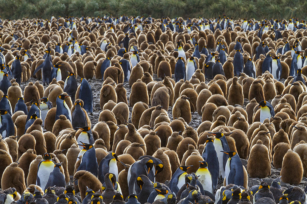 King penguins (Aptenodytes patagonicus) in downy plumage (okum boys) on South Georgia Island, Polar Regions