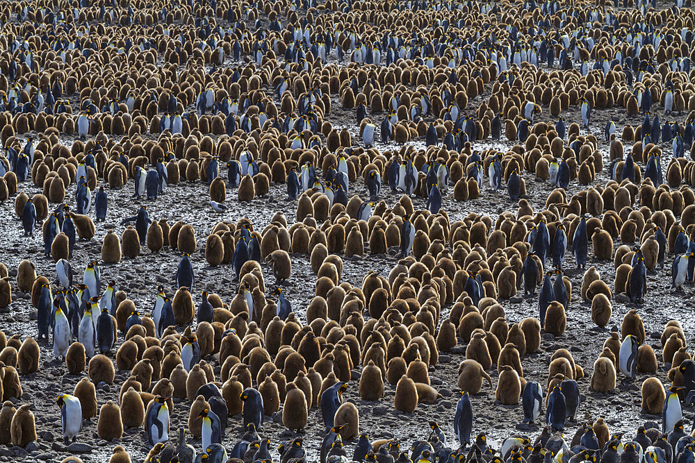 King penguins (Aptenodytes patagonicus) in downy plumage (okum boys) on South Georgia Island, Polar Regions