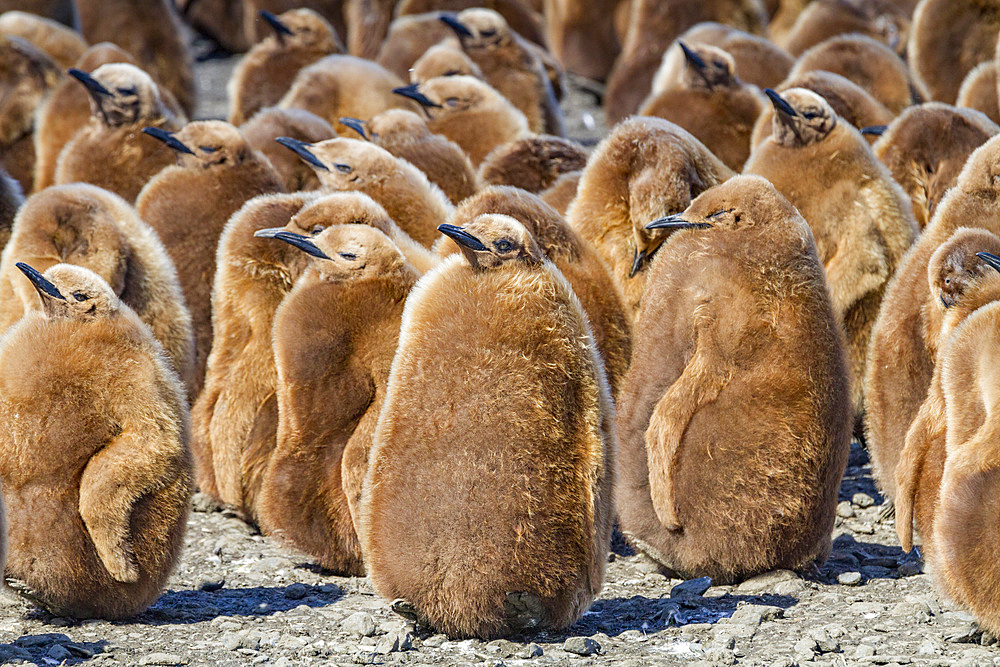 King penguins (Aptenodytes patagonicus) in downy plumage (okum boys) on South Georgia Island, Polar Regions