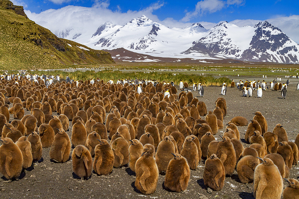 King penguins (Aptenodytes patagonicus) in downy plumage (often called 'okum boys') on South Georgia Island.