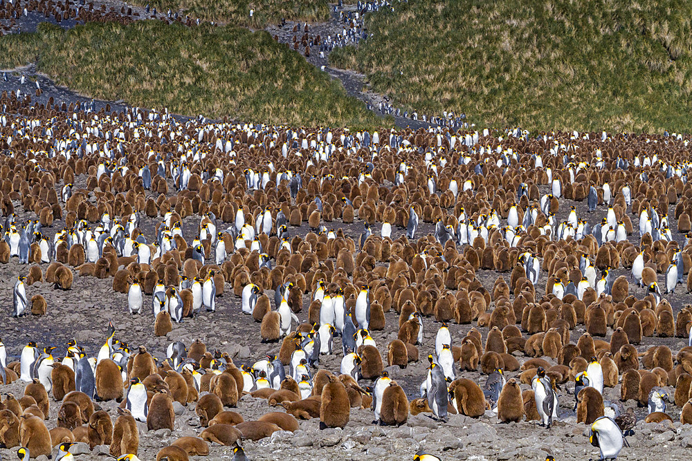 King penguins (Aptenodytes patagonicus) in downy plumage (often called 'okum boys') on South Georgia Island.