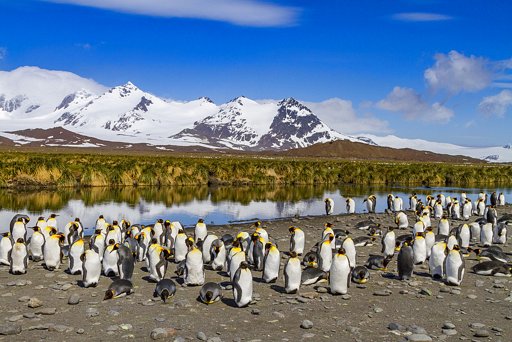 King penguin (Aptenodytes patagonicus) breeding and nesting colony on South Georgia Island, Southern Ocean.