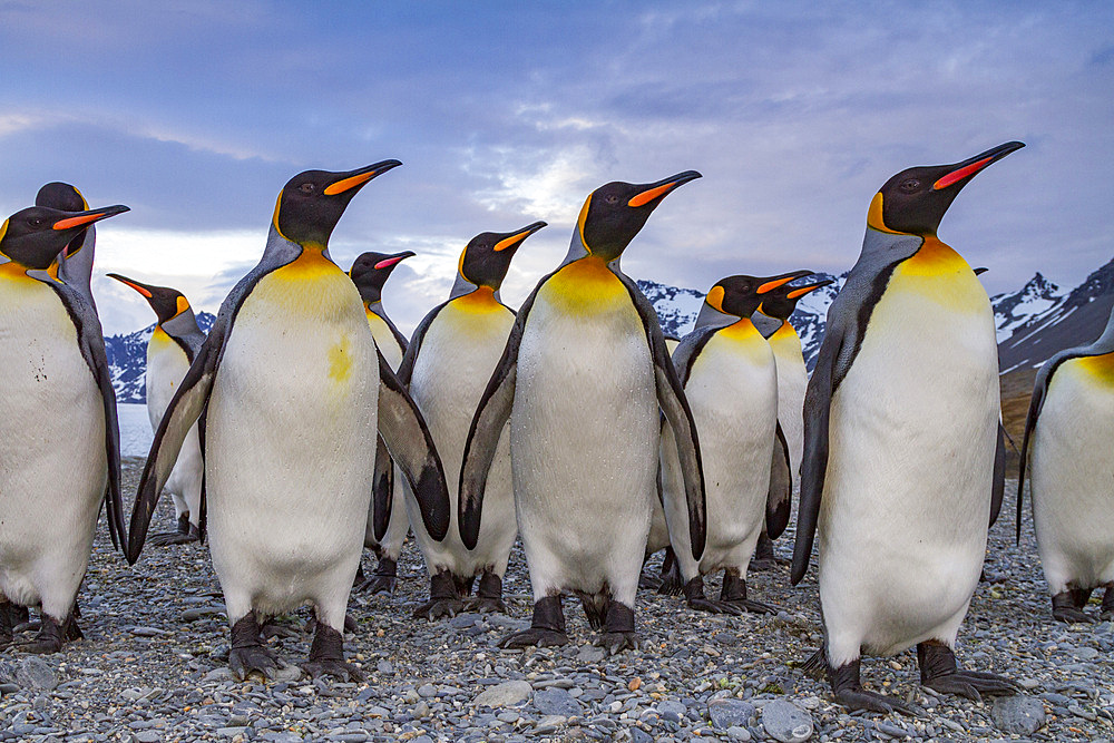 King penguin (Aptenodytes patagonicus) breeding and nesting colony on South Georgia Island, Southern Ocean, Polar Regions