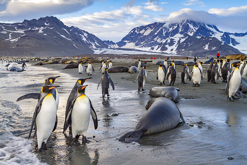 King penguin (Aptenodytes patagonicus) breeding and nesting colony on South Georgia Island, Southern Ocean.