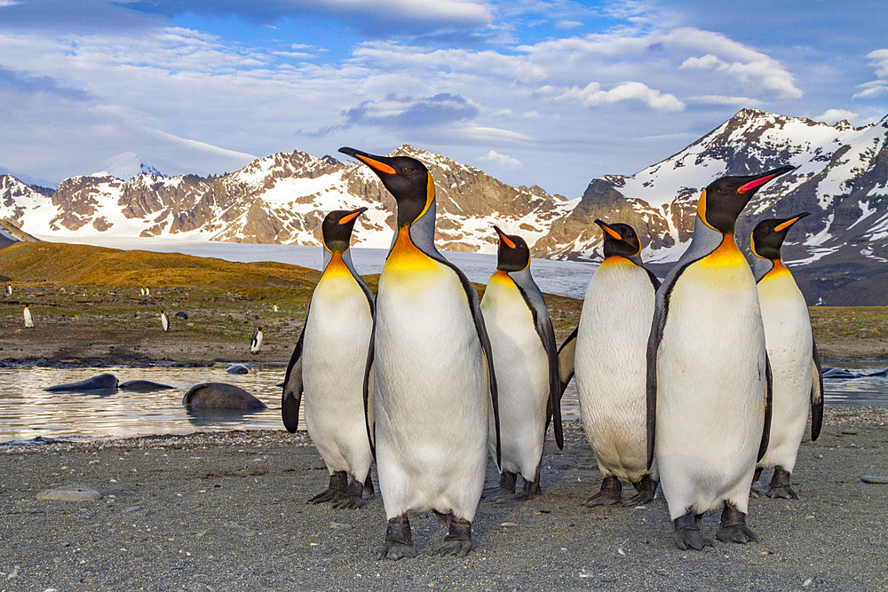 King penguin (Aptenodytes patagonicus) breeding and nesting colony on South Georgia Island, Southern Ocean, Polar Regions