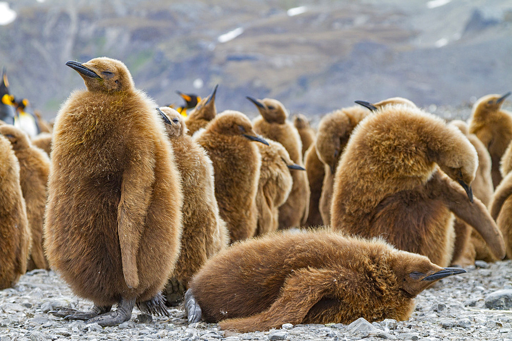 King penguins (Aptenodytes patagonicus) in downy plumage (often called 'okum boys') on South Georgia Island.