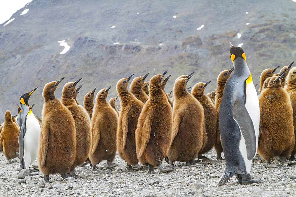 King penguins (Aptenodytes patagonicus) in downy plumage (often called 'okum boys') on South Georgia Island.