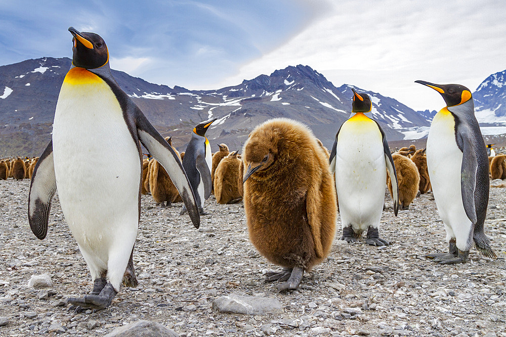 Adult king penguin (Aptenodytes patagonicus) in the act of feeding chick on South Georgia Island, Southern Ocean.