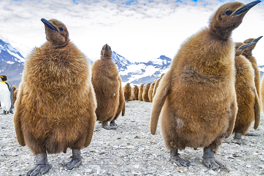 King penguins (Aptenodytes patagonicus) in downy plumage (okum boys) on South Georgia Island, Polar Regions