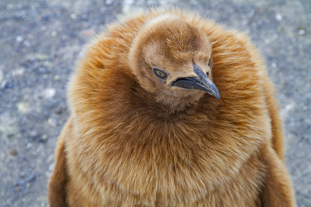 King penguin (Aptenodytes patagonicus) in downy plumage (often called 'okum boys') on South Georgia Island.