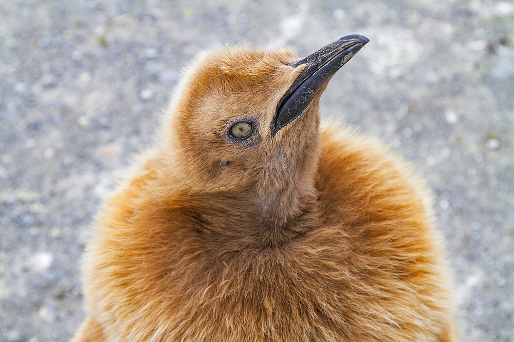 King penguin (Aptenodytes patagonicus) in downy plumage (okum boys) on South Georgia Island, Polar Regions