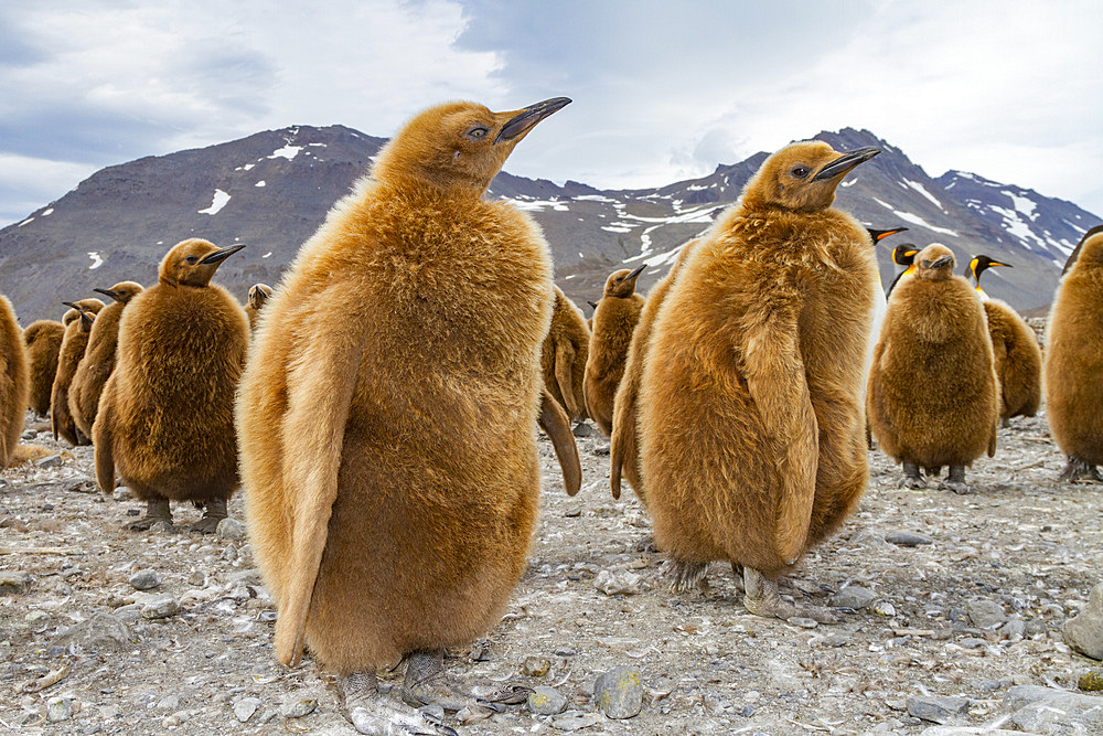 King penguins (Aptenodytes patagonicus) in downy plumage (often called 'okum boys') on South Georgia Island.