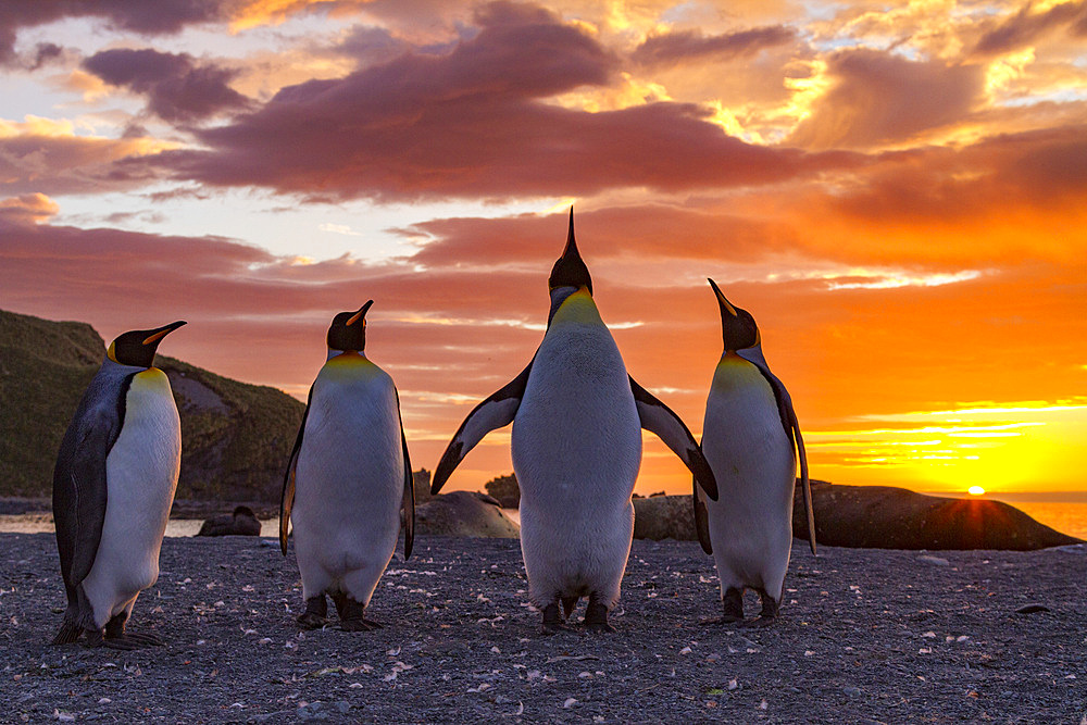 King penguins (Aptenodytes patagonicus) at sunrise on South Georgia Island, Southern Ocean.