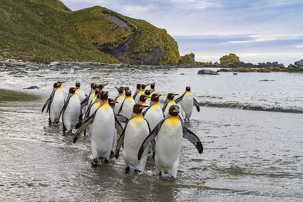 King penguin (Aptenodytes patagonicus) breeding and nesting colony on South Georgia Island, Southern Ocean.