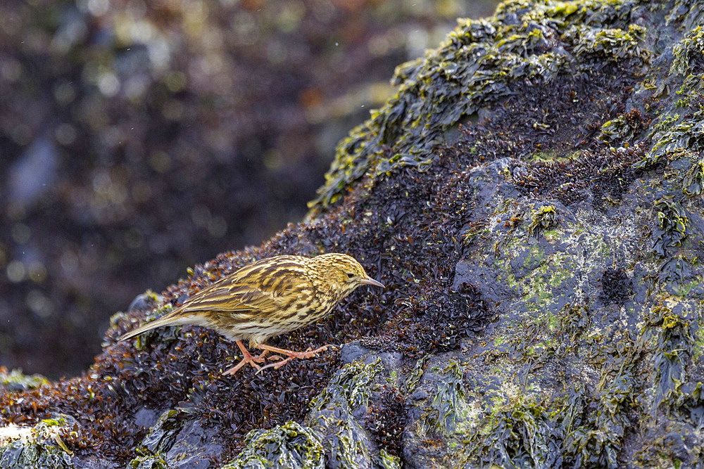 Adult South Georgia pipit (Anthus antarcticus) feeding at low tide on Prion Island, Bay of Isles, South Georgia, Polar Regions