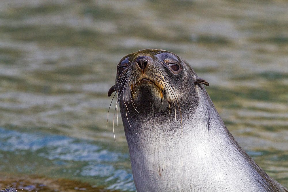 Antarctic fur seal pup (Arctocephalus gazella) on South Georgia, Southern Ocean, Polar Regions