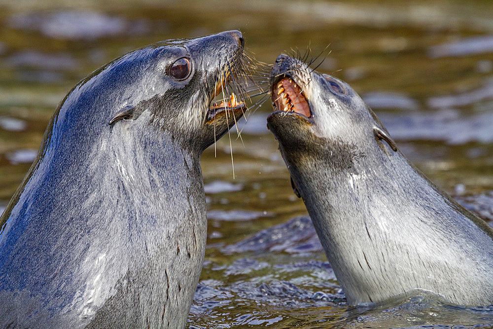 Antarctic fur seal pups (Arctocephalus gazella) mock-fighting on South Georgia, Southern Ocean, Polar Regions