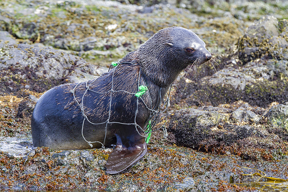 Antarctic fur seal pup (Arctocephalus gazella) caught in fishing net on South Georgia, Southern Ocean.