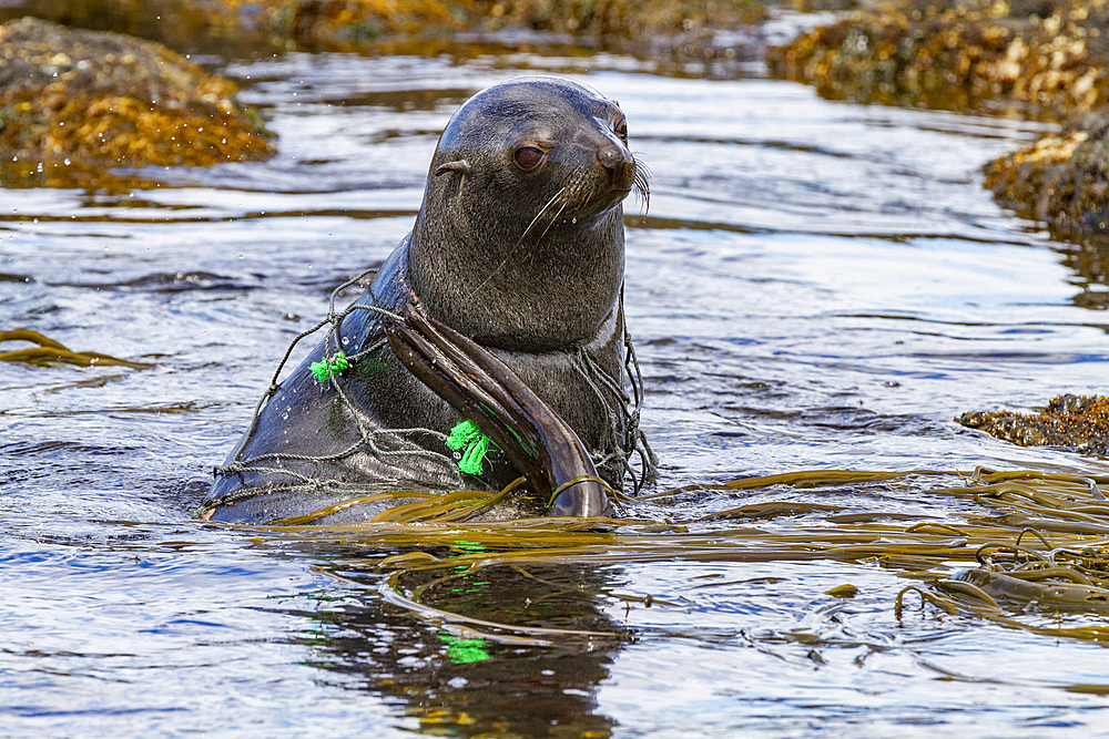 Antarctic fur seal pup (Arctocephalus gazella) caught in fishing net on South Georgia, Southern Ocean, Polar Regions