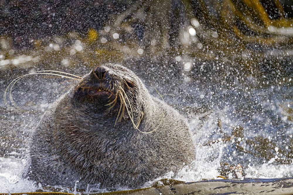 Antarctic fur seal bull (Arctocephalus gazella) on South Georgia, Southern Ocean.