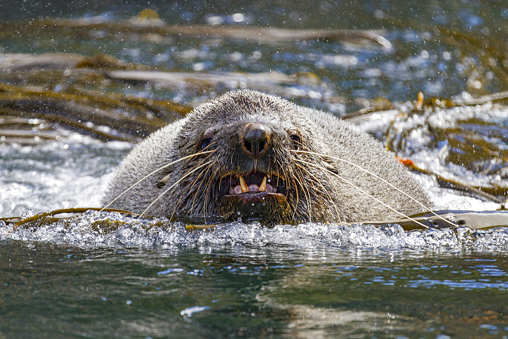 Antarctic fur seal bull (Arctocephalus gazella) on South Georgia, Southern Ocean.