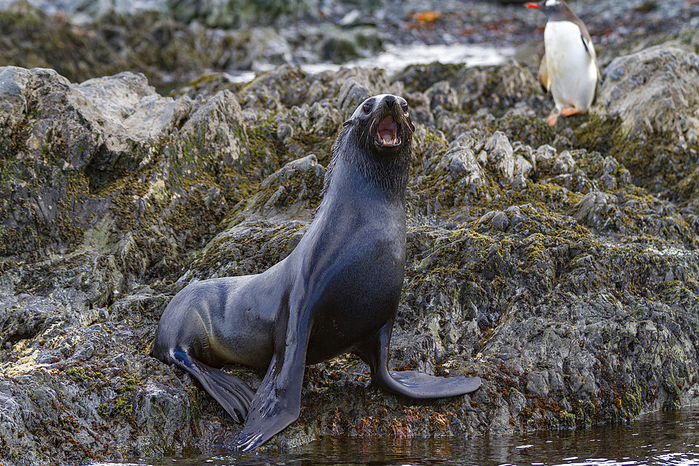 Antarctic fur seal bull (Arctocephalus gazella) on South Georgia, Southern Ocean.