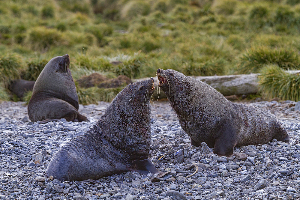 Antarctic fur seal bulls (Arctocephalus gazella) fighting for mating territory on South Georgia, Southern Ocean.